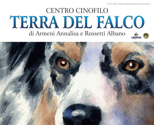 kikom studio grafico foligno perugia centro cinofilo terra del falco allevamento pastore australiano Australian shepherd